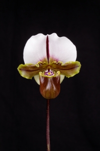 Paphiopedilum spicerianum Tustin AM/AOS 85 pts.